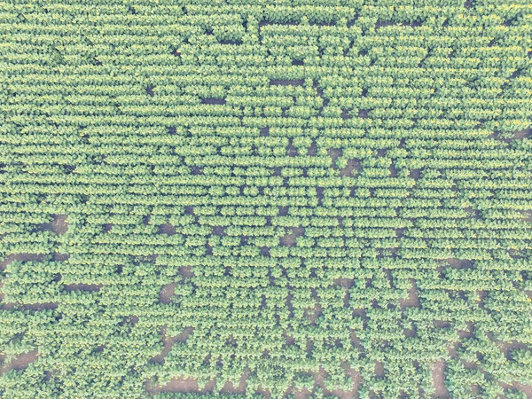 Paisagem Aérea Das Culturas Agrícolas — Fotografia de Stock