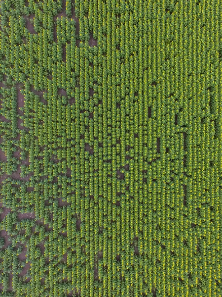 Aerial Landscape Farmland Crops — Stock Photo, Image