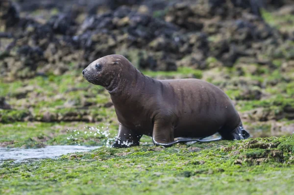 Filhote Cachorro Sea Lion Patagônia Argentina — Fotografia de Stock