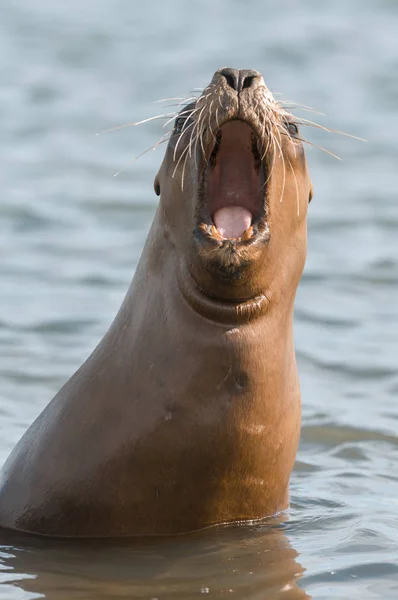 Singa Laut Betina Patagonia — Stok Foto