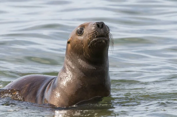 Cachorro León Marino Patagonia Argentina — Foto de Stock