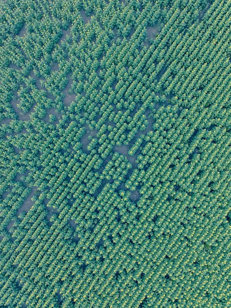 Aerial Landscape Farmland Crops — Stock Photo, Image