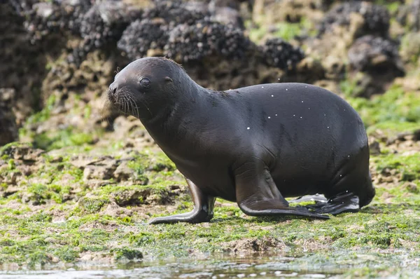 Seelöwenwelpe Patagonien Argentinien — Stockfoto