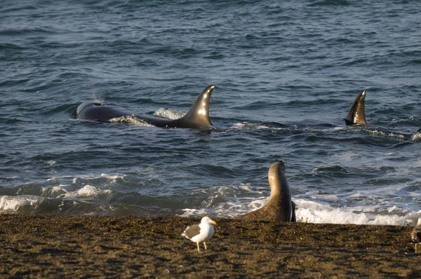 Orca Támadó Oroszlánfókák Patagónia Argentína — Stock Fotó
