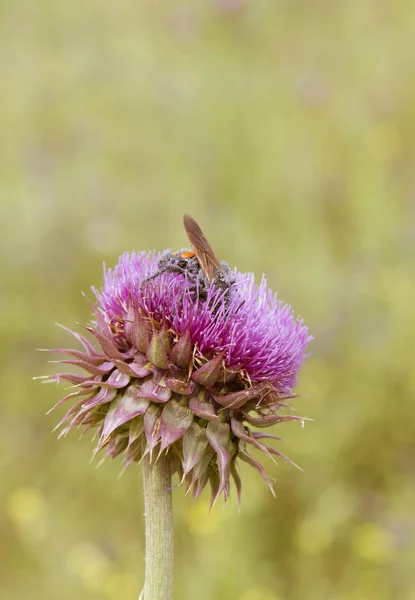 Abejorro Cardo Patagonia — Foto de Stock