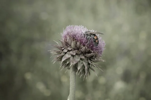Μέλισσα Γαϊδουράγκαθο Παταγονία — Φωτογραφία Αρχείου