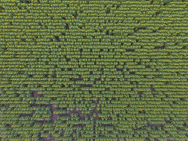 Paisagem Aérea Das Culturas Agrícolas — Fotografia de Stock