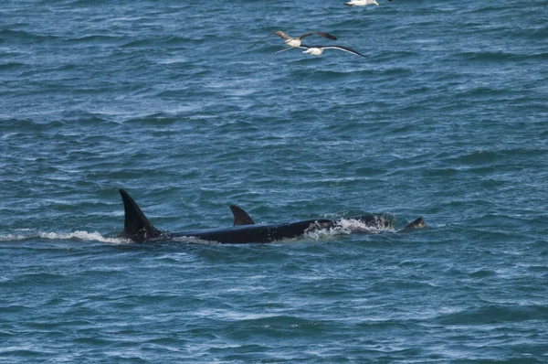 Orca Atacando Lobos Marinos Patagonia Argentina — Foto de Stock