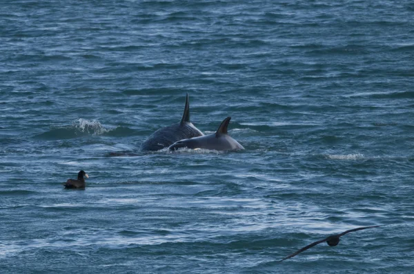 Orca Támadó Oroszlánfókák Patagónia Argentína — Stock Fotó