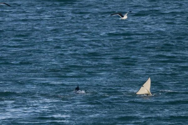 Orca attacking sea lions, Patagonia Argentina