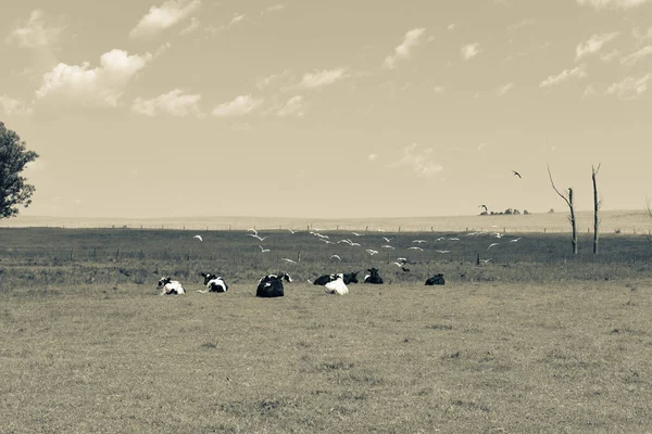 Vacas Campo Paisaje Pampeano Argentina —  Fotos de Stock