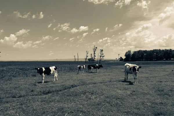 Vacas Campo Paisaje Pampeano Argentina —  Fotos de Stock