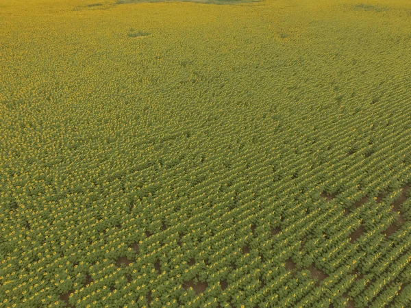Krajobraz Powietrzny Upraw Rolnych — Zdjęcie stockowe