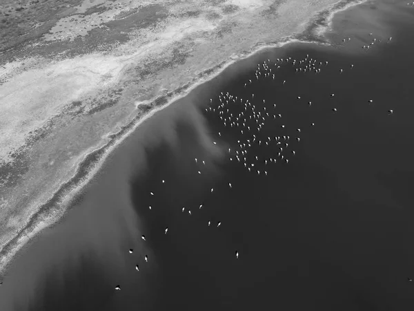 Flamingók Patagonia Légifelvételek — Stock Fotó