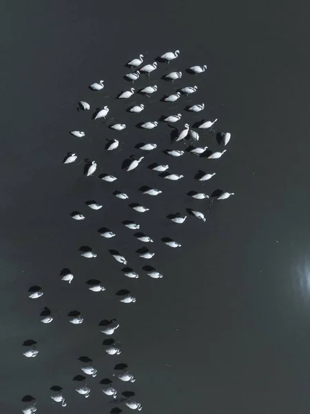 Фламинго Патагонии Вид Воздуха — стоковое фото