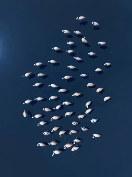 Flamingos Patagonia Aerial View — Stock Photo, Image