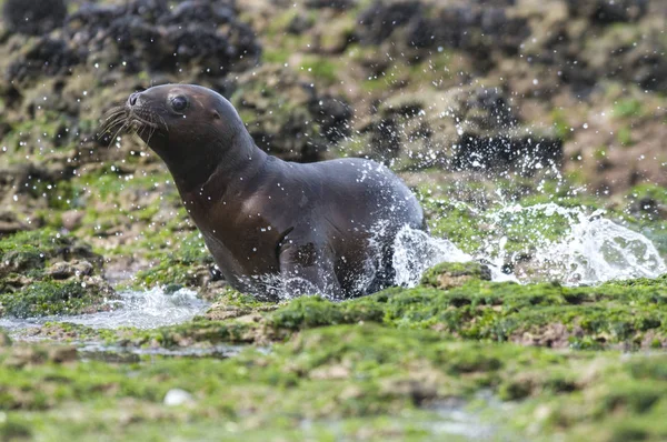 Cucciolo Leone Marino Patagonia Argentina — Foto Stock