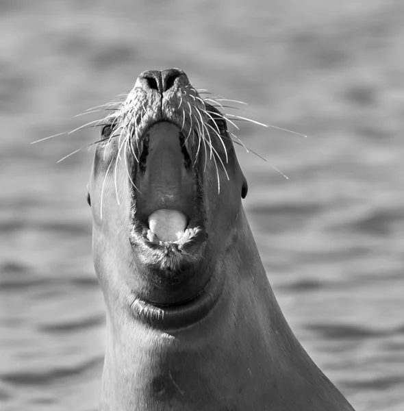 León Marino Hembra Patagonia Argentina — Foto de Stock