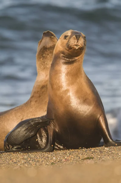 Zeeleeuw Vrouwelijk Patagonië Argentinië — Stockfoto