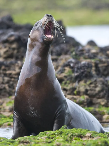 León Marino Hembra Patagonia Argentina — Foto de Stock