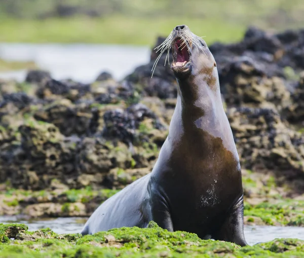 Oroszlánfóka Patagónia Argentína — Stock Fotó