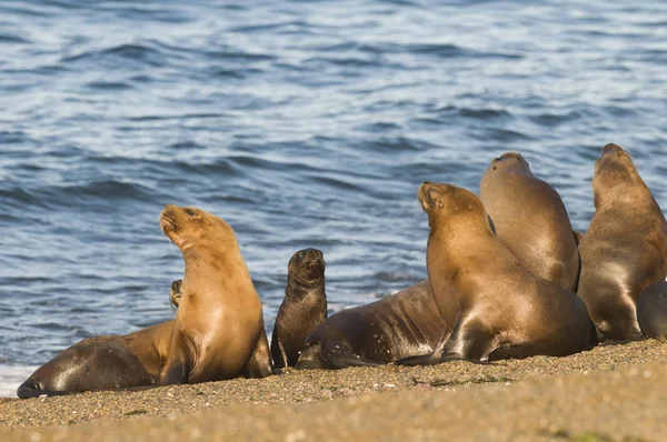 Hotel Sea Lion Žena Patagonia Argentina — Stock fotografie