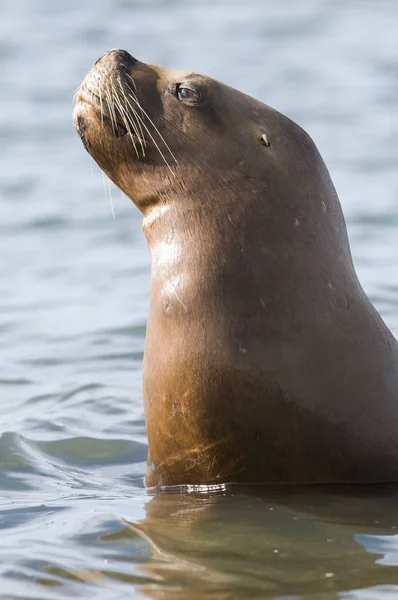 Sea Lion Perempuan Patagonia Argentina — Stok Foto