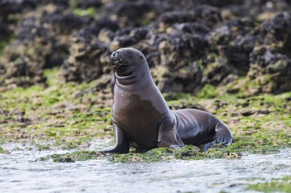 Filhote Cachorro Sea Lion Patagônia Argentina — Fotografia de Stock