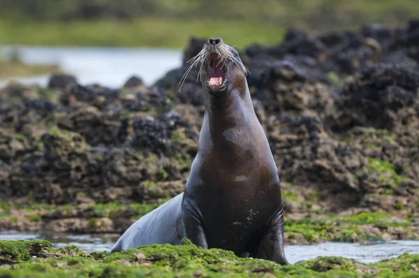 Морской Лев Патагония Аргентина — стоковое фото