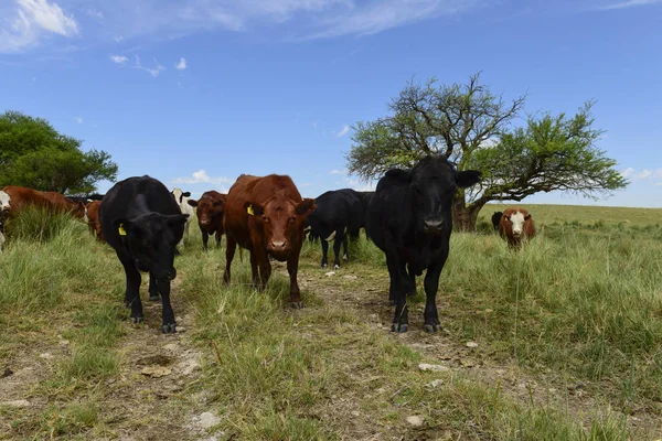 Steers Fed Paure Pampa Argentina — Fotografia de Stock