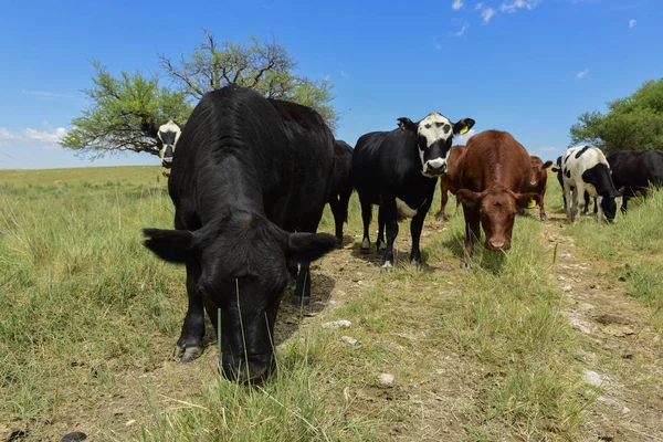 Ochsen Ernähren Sich Von Weide Pampa Argentinien — Stockfoto