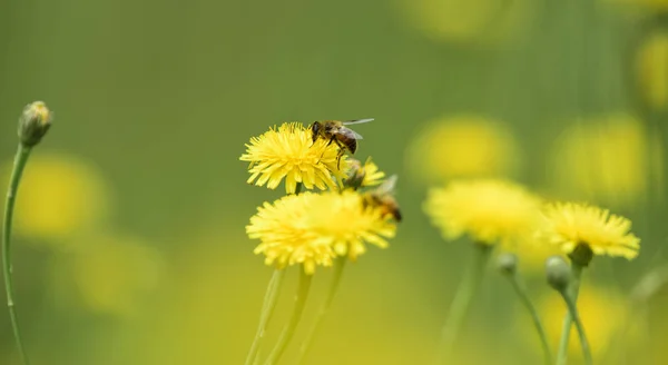 Yabani Çiçek Arıya — Stok fotoğraf