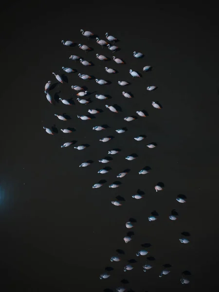 Flamingos in patagonia , Aerial View — Stock Image Flamingos Patagonia Aerial View Stock Image