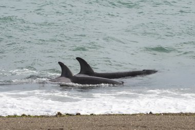 Orka deniz aslanlarına saldırıyor, Patagonya Arjantin
