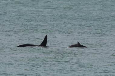 Orka deniz aslanlarına saldırıyor, Patagonya Arjantin