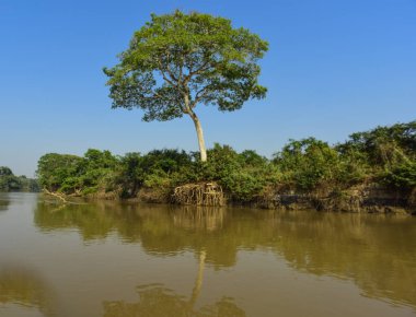 Pantanal orman ekosistemi, Mato Grosso, Brezilya