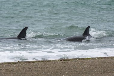 Orcas Patagonia, yarımada Valdes avcılık