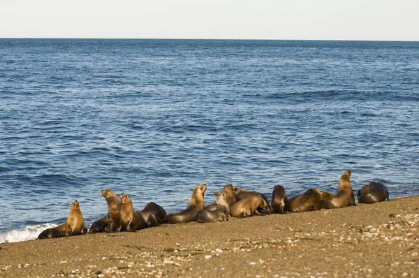 Leones Del Mar Patagonia Argentina — Foto de Stock