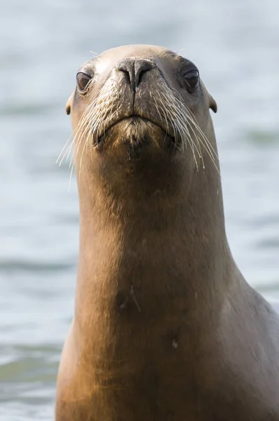 Leone Marino Femmina Patagonia Argentina — Foto Stock