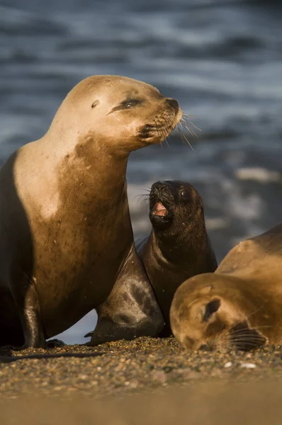 Mutter Und Baby Seelöwe Patagonien — Stockfoto