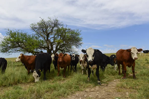 Steers Fed Paure Pampa Argentina — Fotografia de Stock