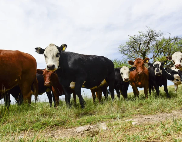 去勢牛は牧草地 アルゼンチンのパンパに供給 — ストック写真