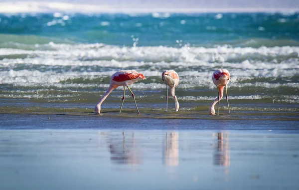 Flamingos Paisagem Marinha Patagônia Argentina — Fotografia de Stock