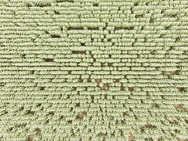 Paisagem Aérea Das Culturas Agrícolas — Fotografia de Stock