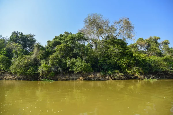 Pantanal Ecosystem Mato Grosso Brazil — Stock Photo, Image
