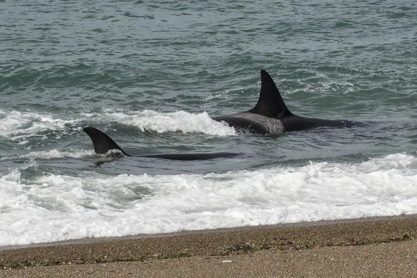 Orca attacking sea lions, Patagonia Argentina