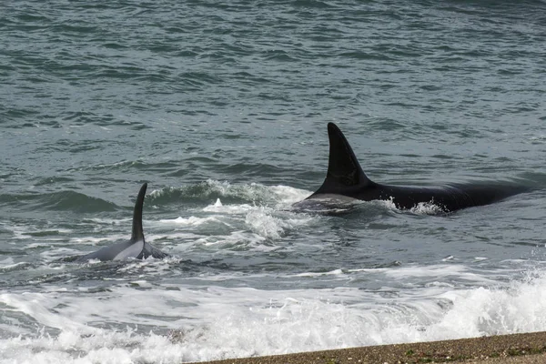 Orca Atacando Leões Marinhos Patagônia Argentina — Fotografia de Stock