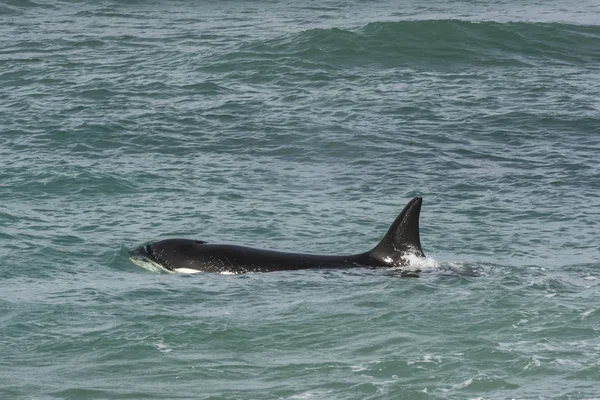 Orca Atacando Lobos Marinos Patagonia Argentina — Foto de Stock