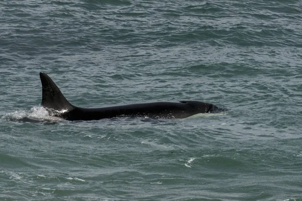 Orca Atacando Leões Marinhos Patagônia Argentina — Fotografia de Stock