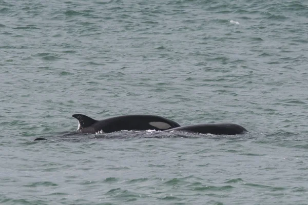 Orca Atacando Lobos Marinos Patagonia Argentina — Foto de Stock